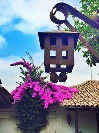 Low angle view of flowers against sky