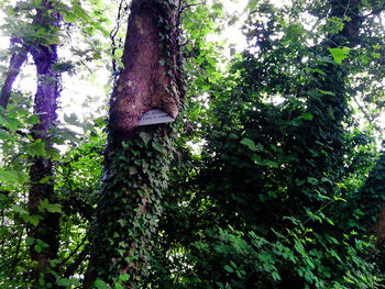 Low angle view of trees