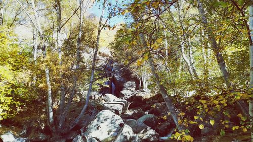 Trees in forest during autumn