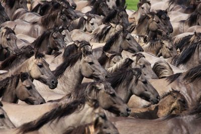 Wild ponies running.