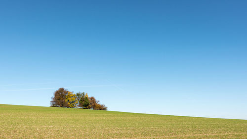 Scenic view of grassy field against clear blue sky