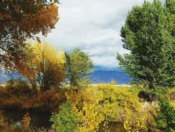 Trees growing in forest against sky