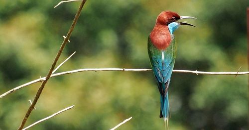Close-up of bird perching on branch