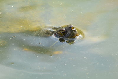 High angle view of turtle in sea