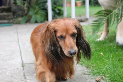 Close-up portrait of dog