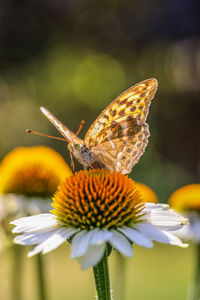 Close-up of butterfly pollinating on flower