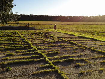 Scenic view of agricultural field against clear sky