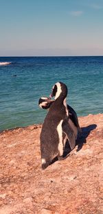 View of a horse on the beach