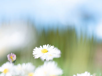 Close-up of white daisy flowers on field