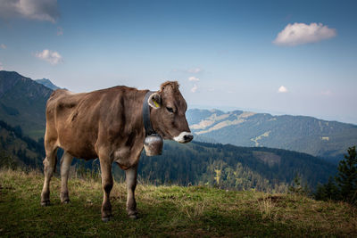 Cows standing on landscape