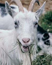 Close-up of goat