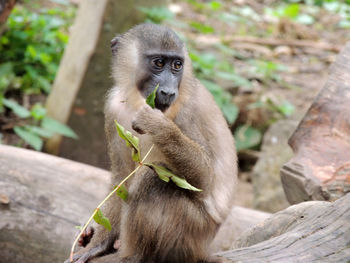 Close-up of monkey sitting outdoors