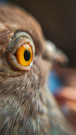 Close-up portrait of pigeon