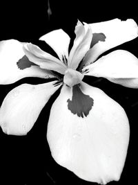 Close-up of white flowers