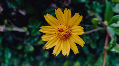 Close-up of yellow flower