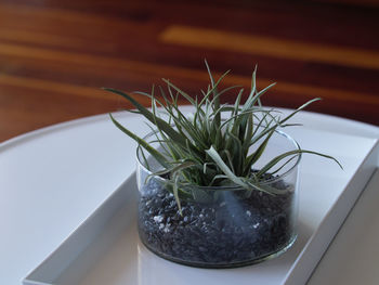 High angle view of potted plant on table