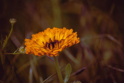 Close-up of yellow flower