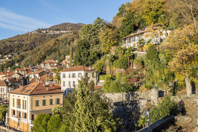 Foliage with red leaves near the lake maggiore in maccagno.