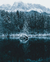 Close-up of reflection of tree in water