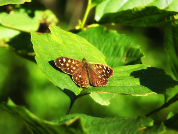 Close-up of butterfly on leaf