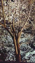 Low angle view of bare trees