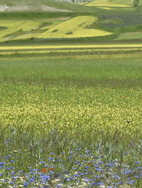 Scenic view of grassy field