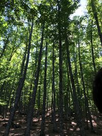 Low angle view of bamboo trees in forest