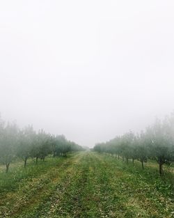 Scenic view of field against sky during foggy weather