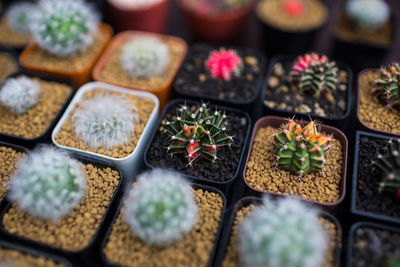 Full frame shot of potted plants for sale