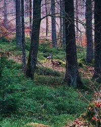 Trees in forest