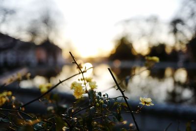 Close-up of plant against blurred background