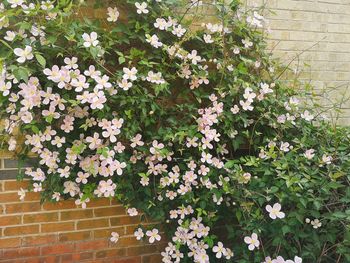Flowering plants against wall