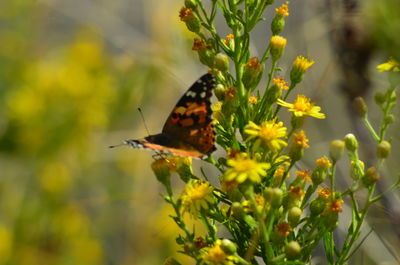 Close-up of butterfly perching on flower