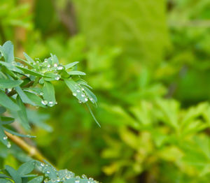 Close-up of raindrops on plant