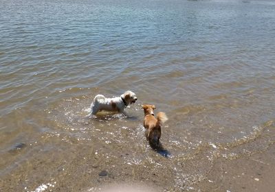 High angle view of dog in water