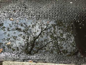 Reflection of trees in puddle