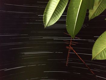 Close-up of leaf at night during rainy season