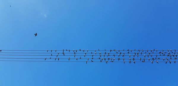 Low angle view of birds flying against blue sky