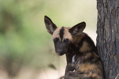 Close-up portrait of a dog