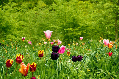 Close-up of pink flowering plants on field