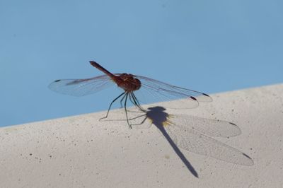 Close-up of damselfly on leaf against clear blue sky