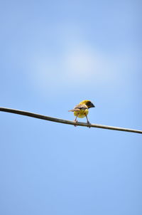 Low angle view of bird perching on cable against sky