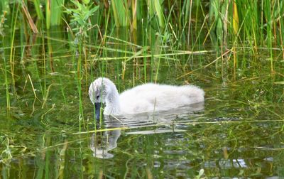 Swan swimming in lake