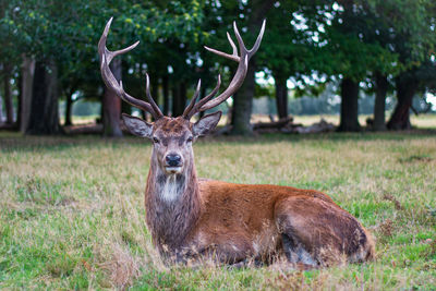 Deer in a field