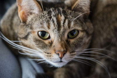 Close-up portrait of a cat