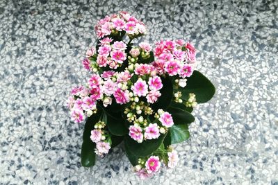 High angle view of pink flowers blooming outdoors