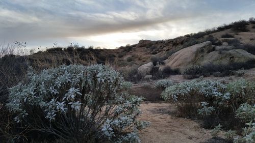 Scenic view of landscape against cloudy sky