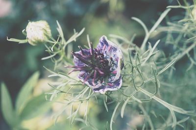 Close-up of thistle blooming outdoors