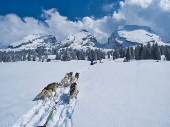 View of huskies on snow covered mountains against sky