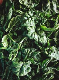 Full frame shot of green leaves